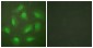 JAB1 Antibody
