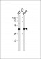 JAB1 Antibody