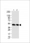 JAB1 Antibody