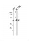 TNF12 Antibody