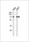 NXF1 Antibody