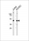 LMX1B Antibody