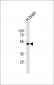 CHST10 Antibody