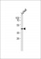 SLC22A3 Antibody