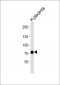 NFE2L3 Antibody