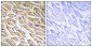 MRPL39 Antibody