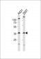 MRPL39 Antibody