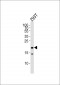 RPL26L Antibody