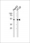 ENDOGL1 Antibody