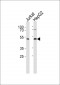 DNAJB4 Antibody