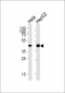 SERINC2 Antibody