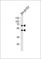 GAD1 Antibody