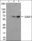 GAD1 Antibody