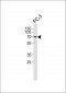 CSTF2T Antibody