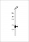 Synuclein γ Antibody