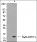 Synuclein γ Antibody