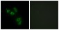 MUC13 Antibody