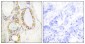 MUC13 Antibody