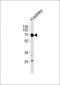 MUC13 Antibody