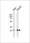 SFRS2B Antibody