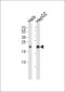 MED8 Antibody