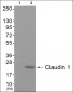 Claudin 1 Antibody