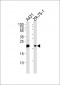 Claudin 1 Antibody