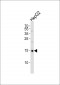 MGST1 Antibody