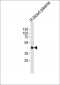 LRG1 Antibody