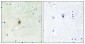 TAF15 Antibody
