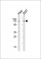 TAF15 Antibody