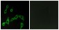 ADRA2A Antibody