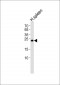 Granzyme B Antibody