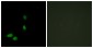 HMG17 Antibody