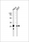 14-3-3 θ Antibody