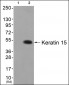 Keratin 15 Antibody