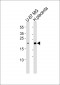 ERD22 Antibody