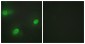 CSTF2 Antibody