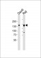 BL-CAM (Ab-807) Antibody