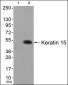 Cox1 Antibody