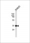 TSPAN8 Antibody