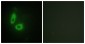 EFNA1 Antibody