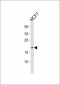 EFNA1 Antibody