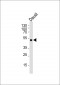 p47 phox (Ab-345) Antibody