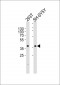 CALB2 Antibody