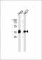 ANXA10 Antibody