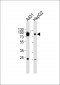 ES8L2 Antibody