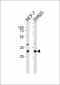 UBFD1 Antibody