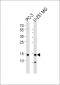 NCBP2 Antibody