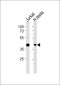 CATL2 (Cleaved-Leu114) Antibody